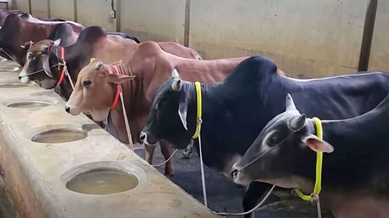 একই পশু দিয়ে কোরবানি ও আকিকা দেয়া যাবে?