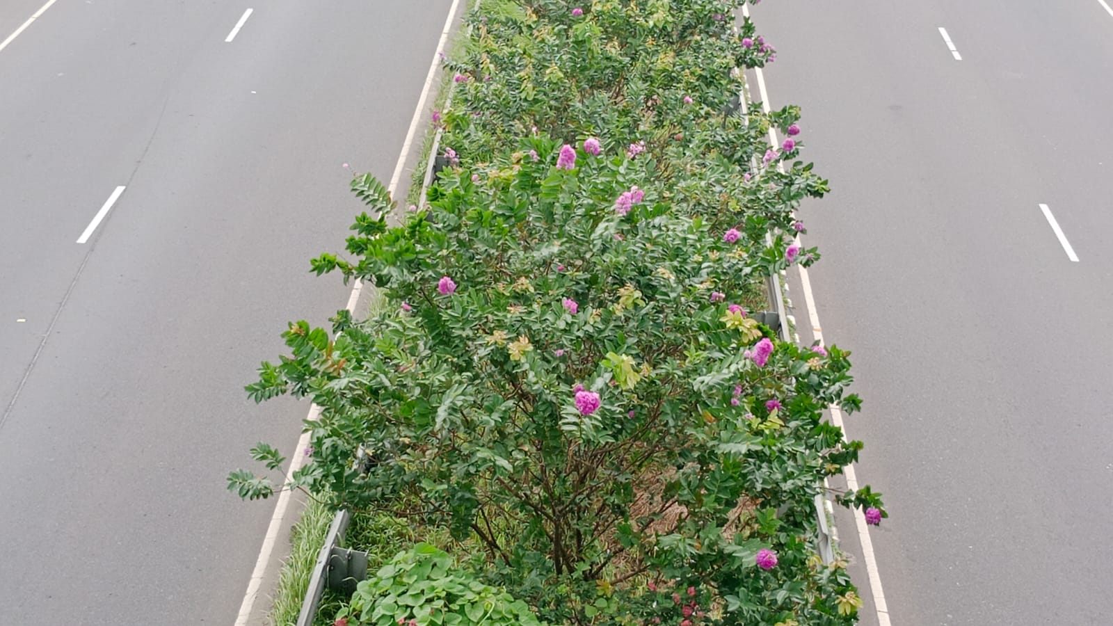 ঢাকা-ভাঙ্গা এক্সপ্রেসওয়ের বিভাজক বাহারি ফুলে রঙিন